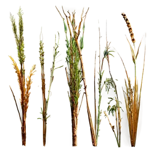 Dried Grass Clippings PNG 82