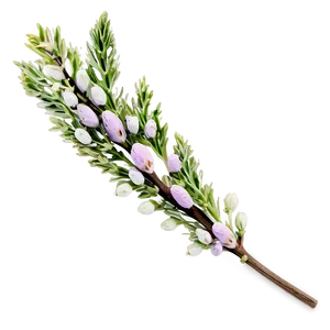 Dried Heather Decoration Png 06122024 PNG image