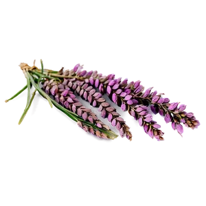 Dried Heather Decoration Png 82 PNG image