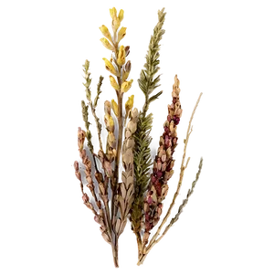 Dried Heather Decoration Png Tbs PNG image