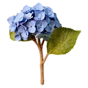 Dried Hydrangea Png 79 PNG image