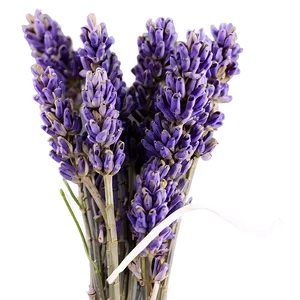 Dried Lavender Bunch PNG 05062024
