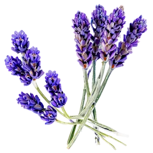 Dried Lavender Bunch PNG 05062024