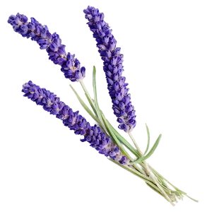 Dried Lavender Bunch PNG 06132024