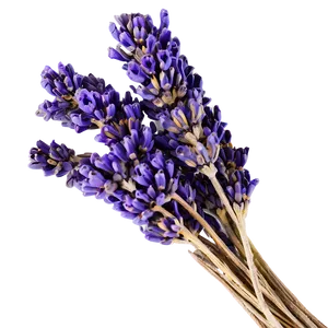Dried Lavender Bunch PNG Dtq39