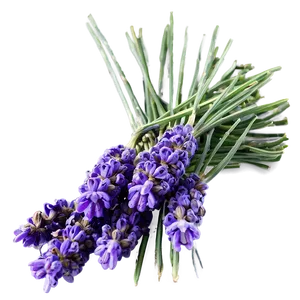 Dried Lavender Bunch PNG Erh33
