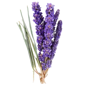 Dried Lavender Bunch PNG Xeb80