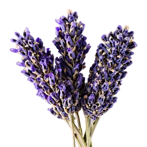 Dried Lavender Bunches Png 06122024 PNG image