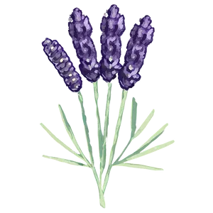Dried Lavender Decor PNG 06282024 PNG