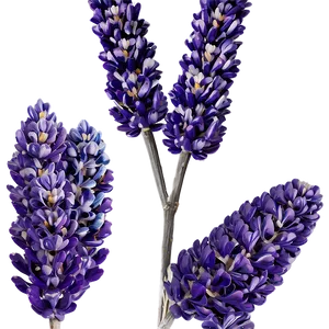 Dried Lavender Decor PNG 06282024 PNG