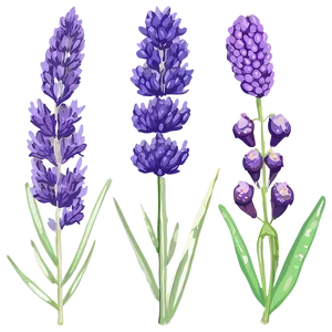 Dried Lavender Decor PNG 81 PNG