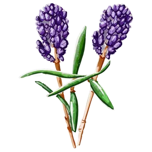 Dried Lavender Decor PNG Hxx99 PNG