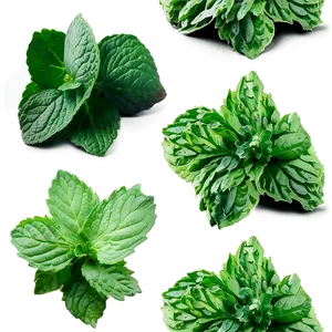 Dried Mint Leaves PNG 91 PNG