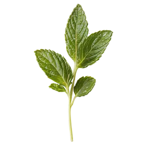 Dried Mint Leaves PNG Gbd PNG