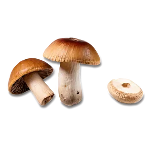 Dried Mushrooms Png Axt94 PNG image