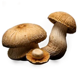 Dried Mushrooms Png Gih54 PNG image