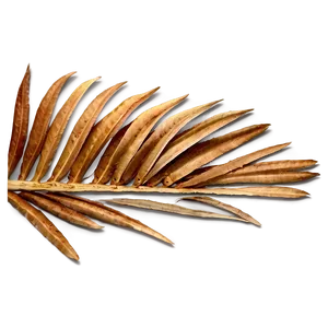 Dried Palm Leaves PNG Rmt PNG