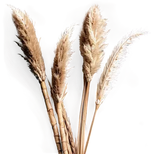 Dried Pampas Bouquet Png 81 PNG image