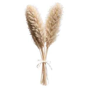 Dried Pampas Bouquet Png Gan44 PNG image