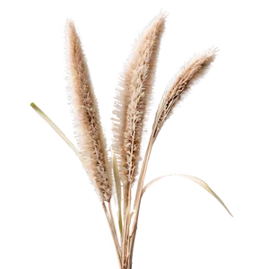 Dried Pampas Grass Png 83 PNG image