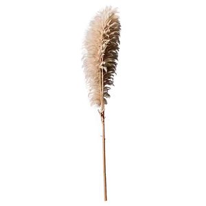 Dried Pampas Grass PNG Oii