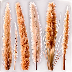 Dried Pampas Grass PNG Xxu95 PNG