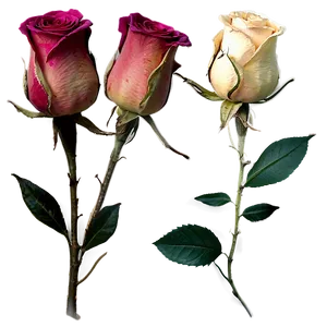 Dried Roses Arrangements Png Vjj76 PNG image