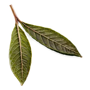 Dried Tea Leaf Png Egr PNG image