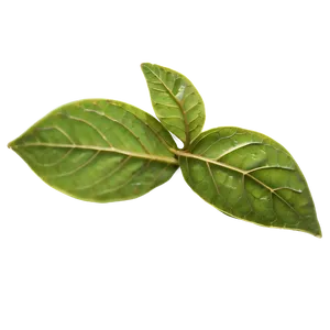 Dried Tea Leaf Png Nwk PNG image