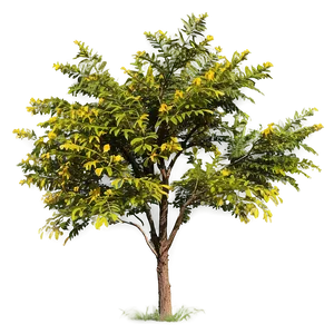 Drought Resistant Acacia Tree PNG 66 PNG