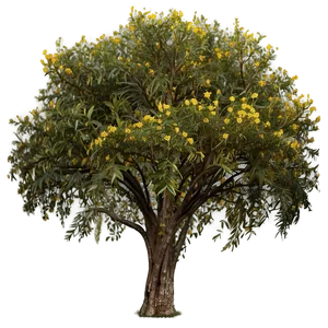 Drought Resistant Acacia Tree PNG Qiw