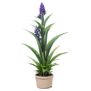 Drought Resistant Plant PNG Bvv PNG