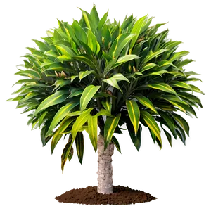Drought Resistant Plant PNG Fvv98