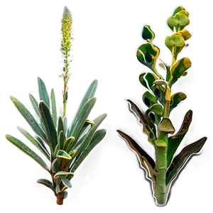 Drought Resistant Plant PNG Ydf24 PNG