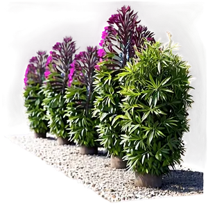 Drought Resistant Shrubs Png Uoc PNG image