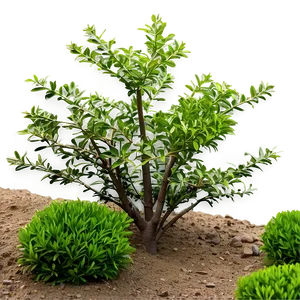 Drought Resistant Shrubs PNG Xok56 PNG