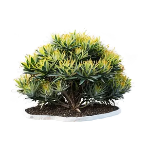 Drought-tolerant Bush Png Xcw91 PNG image