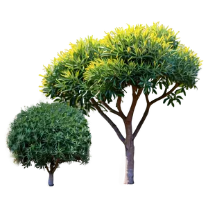 Drought Tolerant Shrubs PNG Vvw PNG