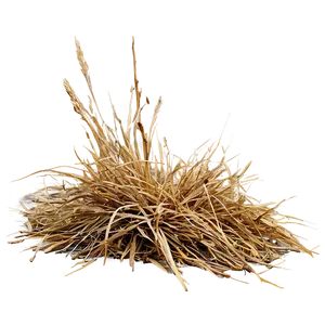 Dry Dead Grass PNG 44