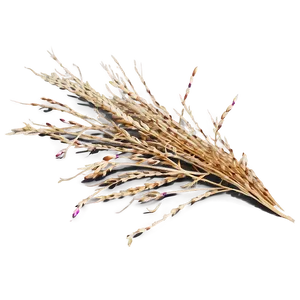 Dry Dead Grass PNG Sju