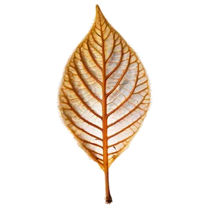 Dry Leaf PNG 05032024