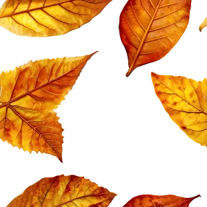 Dry Leaf PNG 30