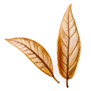 Dry Leaf PNG Agl