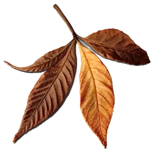 Dry Leaves PNG 05042024