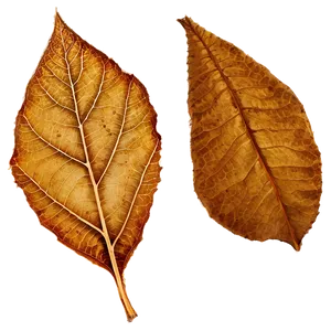 Dry Leaves Png 51 PNG image