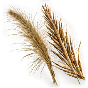 Dry Savanna Grass PNG 06262024