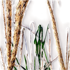 Dry Savanna Grass PNG 06262024