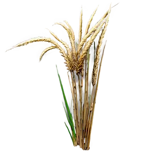 Dry Savanna Grass PNG 52