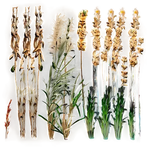 Dry Savanna Grass PNG Miu90 PNG