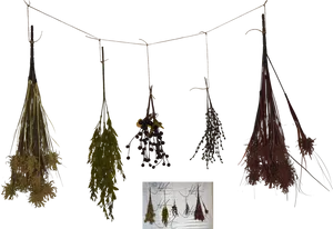 Drying Herbs Collection PNG image